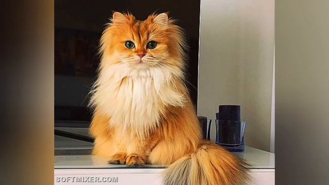 собачки и котики?? смотреть онлайн
