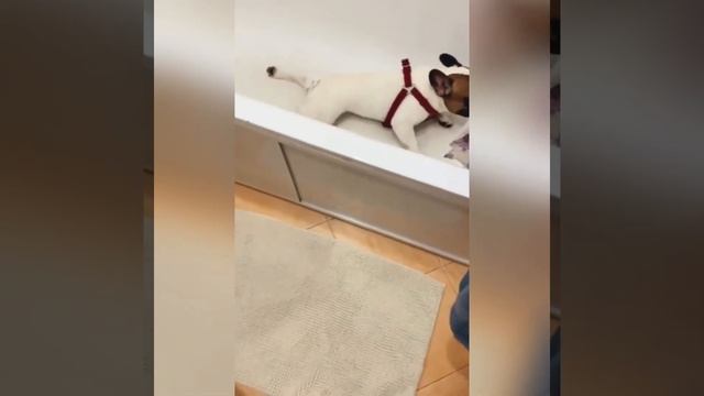 Собака , которая научилась мыть лапки! Умора )) смотреть онлайн