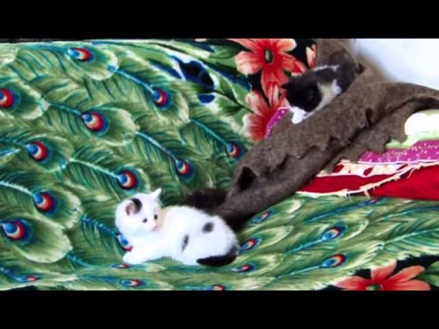 Маленькие, ласковые котята. смотреть онлайн