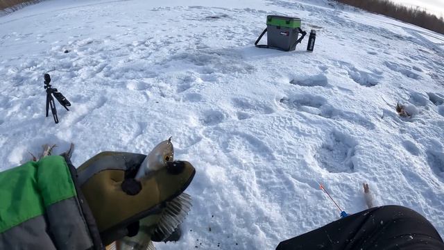 -30! Не ЗРЯ ПРИЕХАЛИ! Натягал ОКУНЯ И ЩУКУ, НА МОРМЫШКУ! Зимняя рыбалка 2024! Рыбалка в глухозимье! смотреть онлайн