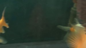 Комета  Аквариумная рыбка