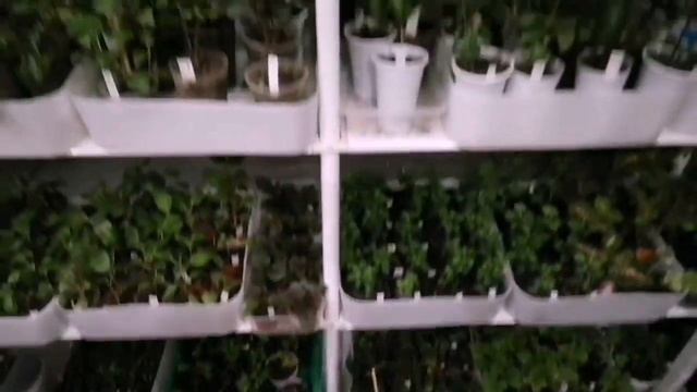 #пеларгония #черенки #комнатныецветы Новые сорта фуксий смотреть онлайн