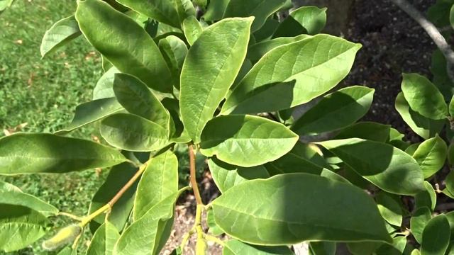 Magnolia stellata var. Dawn (šácholan hvězdovitý) смотреть онлайн