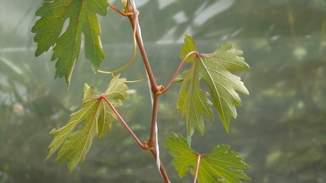 Натуральное удобрение для винограда смотреть онлайн
