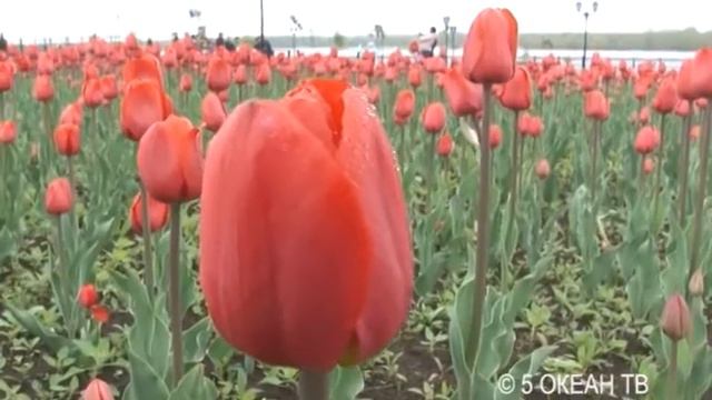 У природы есть плохая погода… смотреть онлайн