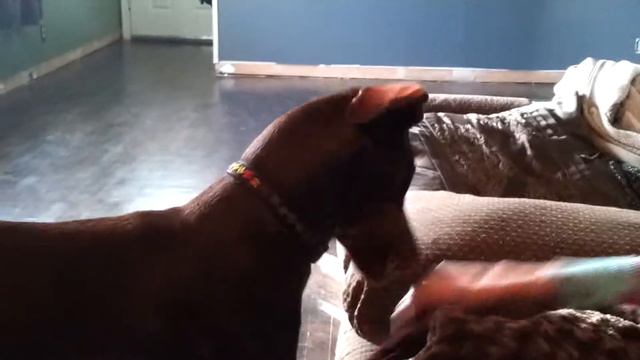 Doberman and Chihuahua playing on couch смотреть онлайн