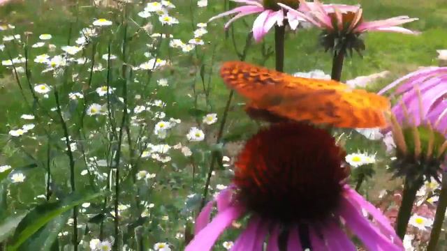 Butterflies on my echinacea. смотреть онлайн