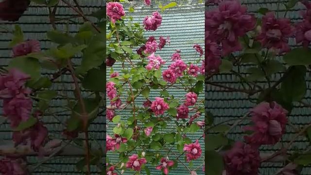 Клематис Purpurea Plena Elegans (Пурпуреа Плена Элеганс) смотреть онлайн