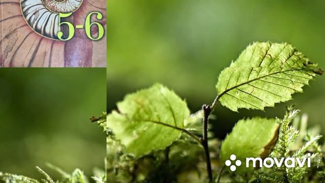 Биология 5-6 класс ( В. Пасечник) Параграф 33 #Биология #Пасечник #параграф33