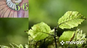 Биология 5-6 класс ( В. Пасечник) Параграф 33 #Биология #Пасечник #параграф33