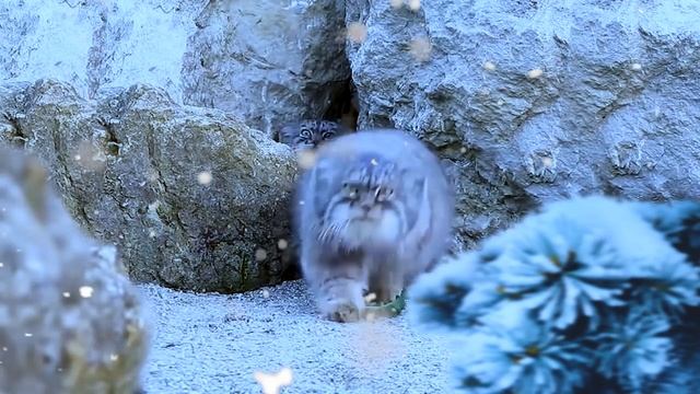 Манулы — новогодняя версия! ?