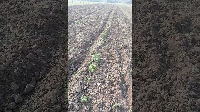малина сорт полка 1 жыл бектемир кулуб малина дан алып екен кочотор смотреть онлайн