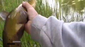 Секреты ловли линя: В какую погоду клюет линь?