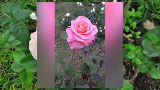 Rose bellissime - Roseto comunale di Roma (foto) - 09/10/17 смотреть онлайн