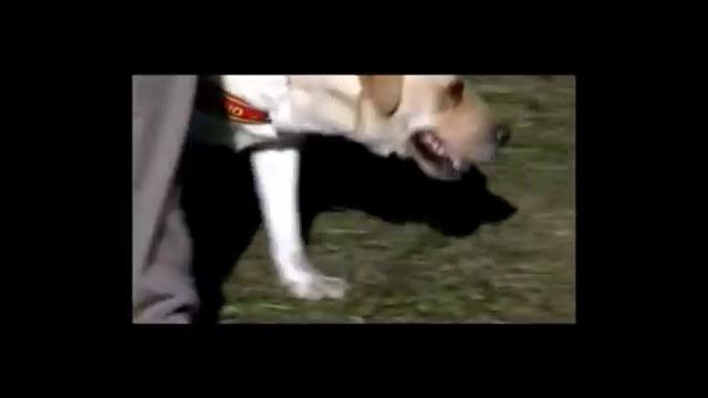 Scuola Italiana Cani Salvataggio - 2011 - Rai Gulp - Italia Extra смотреть онлайн