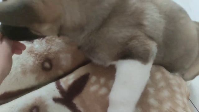 И смех и грех ?. Вот что значит поговорка "как кошка с собакой".Колбаса меняет всё ?. Хатико- зашёл смотреть онлайн