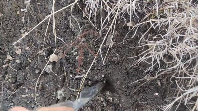 В Ахметовскую пришла оттепель. Делаю приправу. Засаживаю овраги. смотреть онлайн