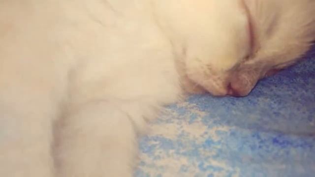 Говорящий кот во сне