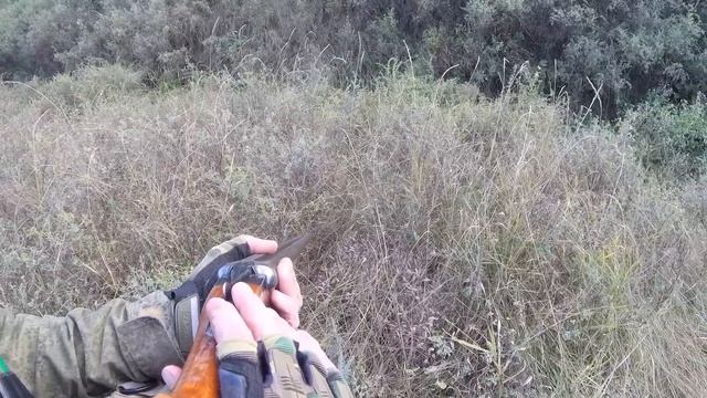 Тяжелый добор лёгкого подранка!Охота на куропаток с курцхааром. смотреть онлайн