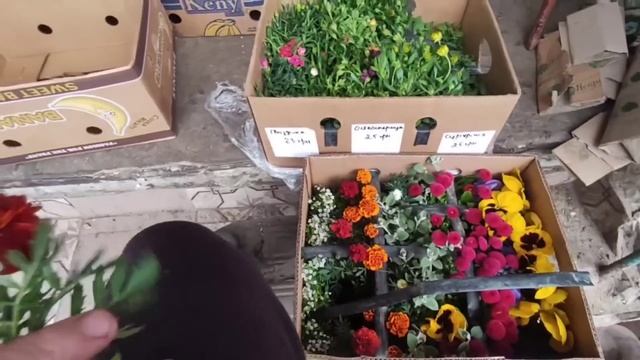Купив Коханій Квіти для саду. Супер Ціна на КВІТИ смотреть онлайн