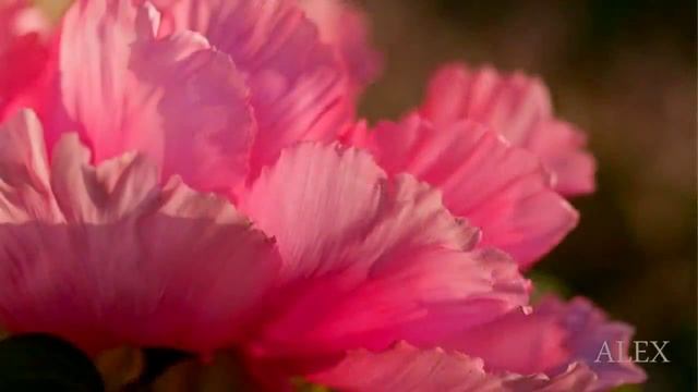 Алексей Брянцев ~ Я ждал тебя Я тебя искал смотреть онлайн