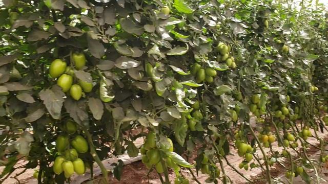 FUSARIUM DE LA CORONA FUSARIUM OXYSPORUM EN TOMATE , TRATAMIENTO, смотреть онлайн