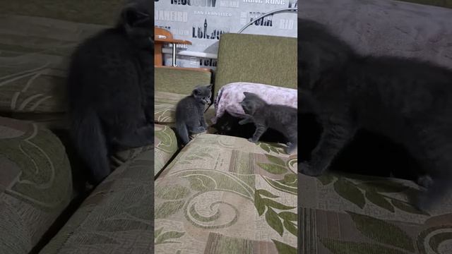 отдам котят, 2 дымчатые девочки и черный котик, привезу смотреть онлайн