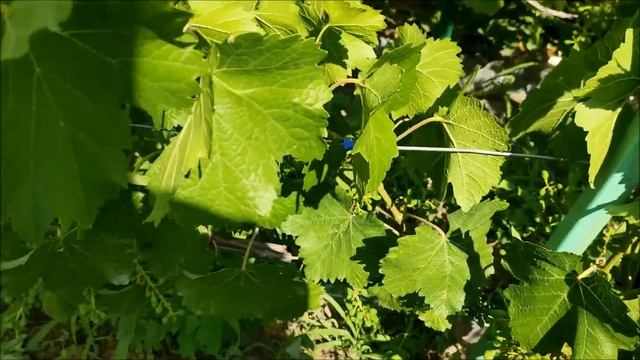 Цветение винограда на Киевщине в 2020 году Подводим итоги смотреть онлайн