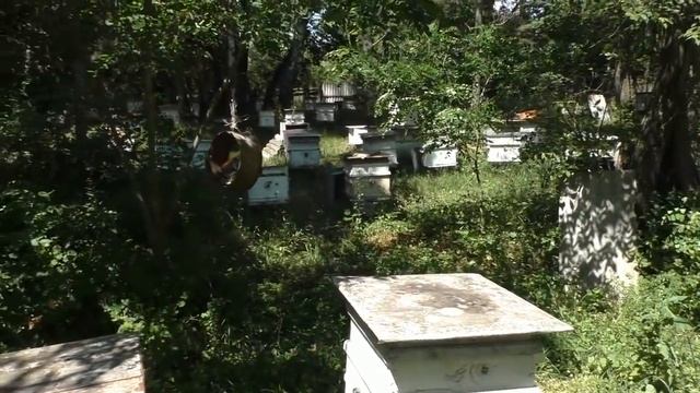 ОБЪЕДИНЕНИЕ на ГЛАВНЫЙ МЕДОСБОР. смотреть онлайн