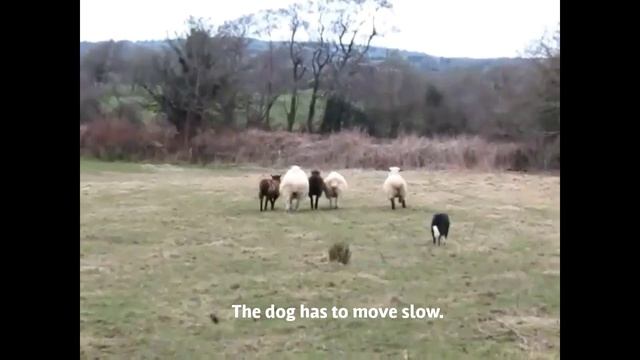 Herding dog driver training. смотреть онлайн