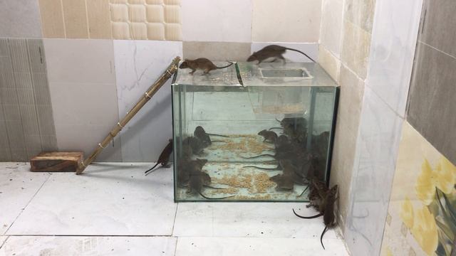 How to make mousetrap with clear glass | Best mouse trap I do смотреть онлайн