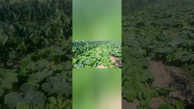 Вірусна мозаїка.Гарбузи,кабачки,дині,кавуни,огірки.Липень.Що роблю?ч.1#українськесело смотреть онлайн