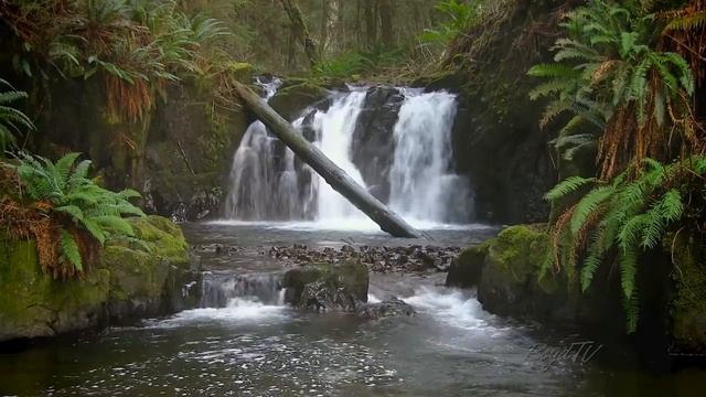 The Forest Waterfall HD - The Calming Sound Of Water