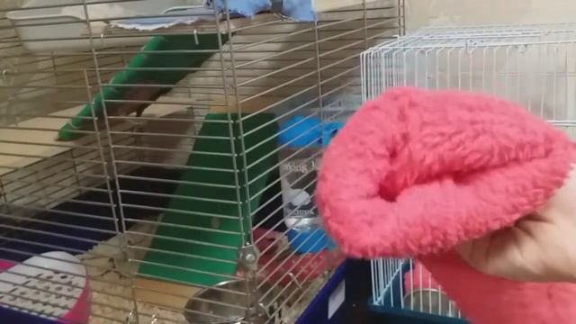 🐁Мои крысы🐁 / что у меня есть для крыс / новая крыса / рум тур клеток смотреть онлайн