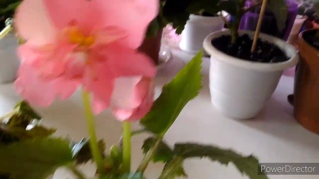 Комнатные цветы, бегонии цветущие с подоконников, релакс полный, антуриум и гибискус цветут смотреть онлайн