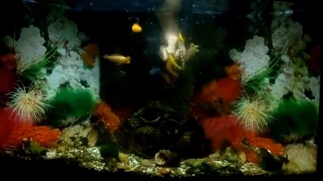 красивый аквариум с африканскими цихлидами смотреть онлайн