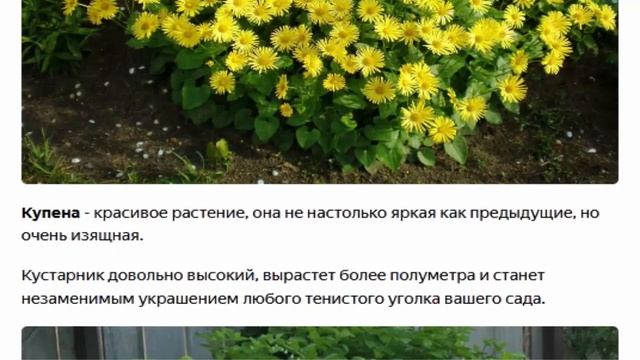 Дороникум. Купена. Морозник. Рудбекия. смотреть онлайн
