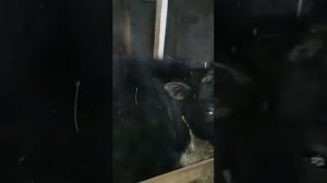 Бычки Абердин ангус и красностепоной породы. Замер бычков метровой лентой.