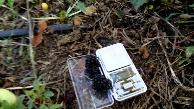 Ежевичный Монстр КИОВА смотреть онлайн