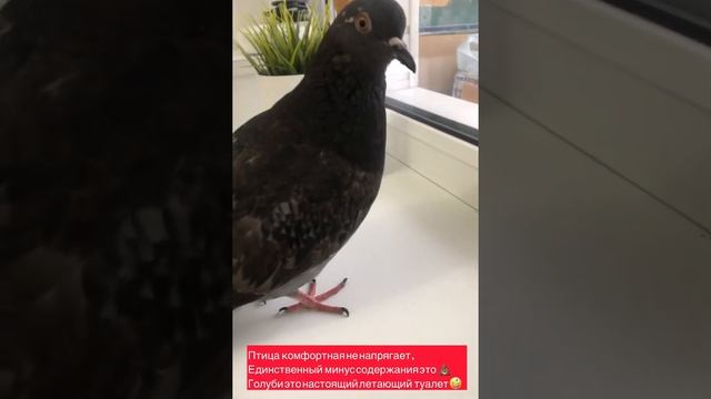 Вирус Ньюкасла лечение вертячки . голубь Аркадий смотреть онлайн