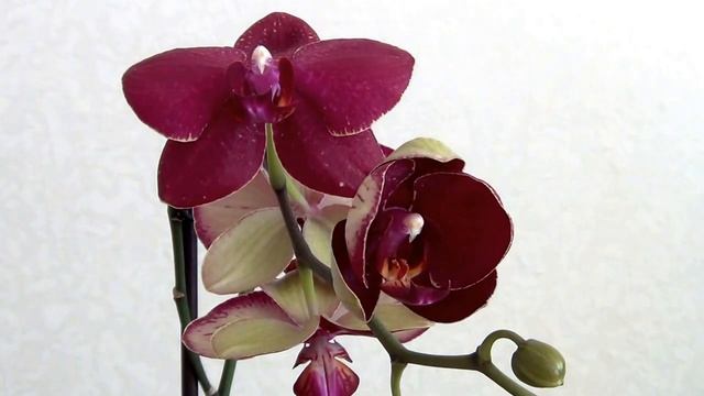 Как распускается цветок Орхидеи смотреть онлайн