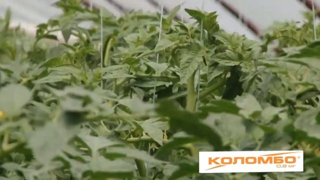 КОЛОМБО 0.8МГ/ БЕЛЕМ 08МГ СРЕЩУ ТЕЛЕН ЧЕРВЕЙ И ПОПОВО ПРАСЕ смотреть онлайн