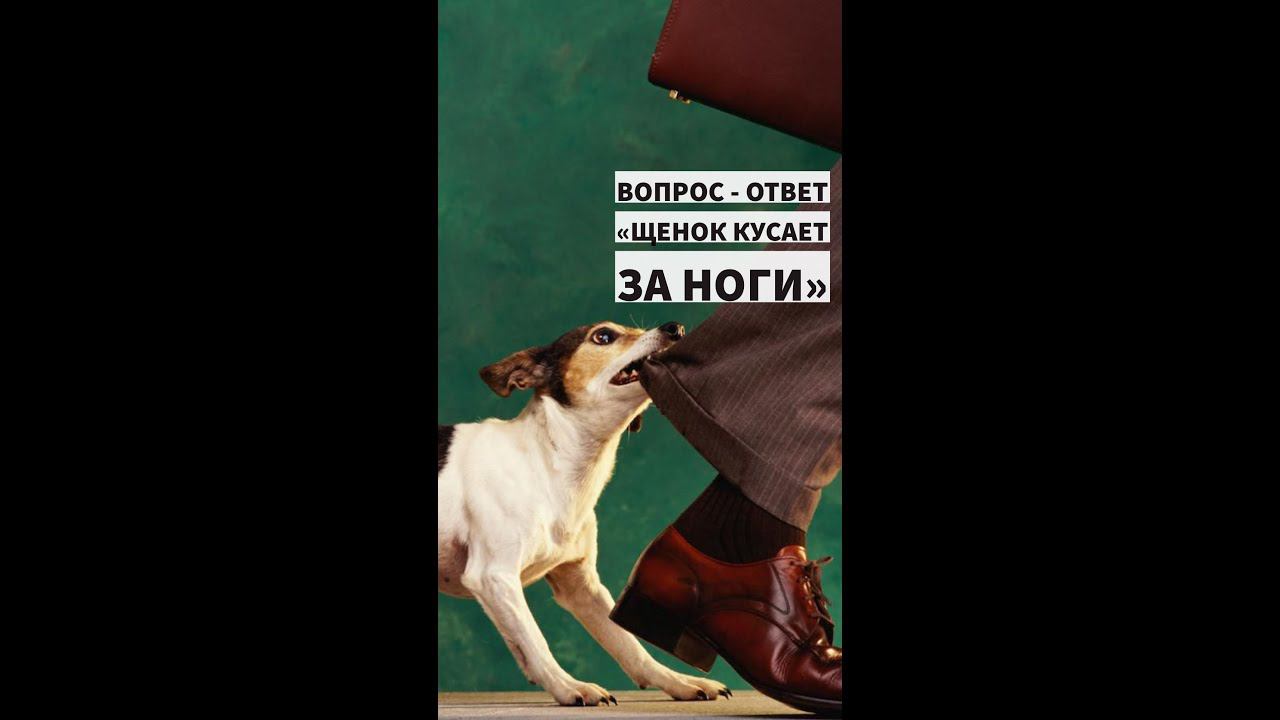 Психология собаки