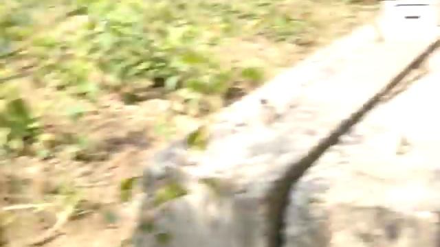 Созревание груш различных сортов часть 2 смотреть онлайн