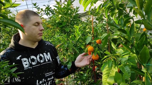 Мандарин "Ивасаки" \C. unshiu "Iwasaki" \ Iwasaki Satsuma mandarin. Сравнение с фаворитами 2020. смотреть онлайн
