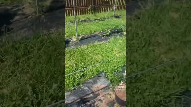 Актинидия коломикта Иссаи. Самая красивая лиана смотреть онлайн