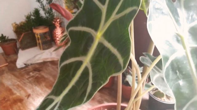 #alocasiaamazonica Como cuidar da Alocásia Amazônica смотреть онлайн