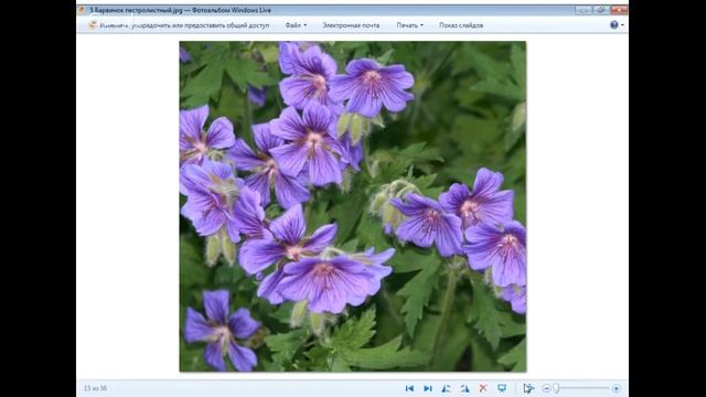 Клумба непрерывного цветения: особенности, правила создания и подбор ассортимента. смотреть онлайн