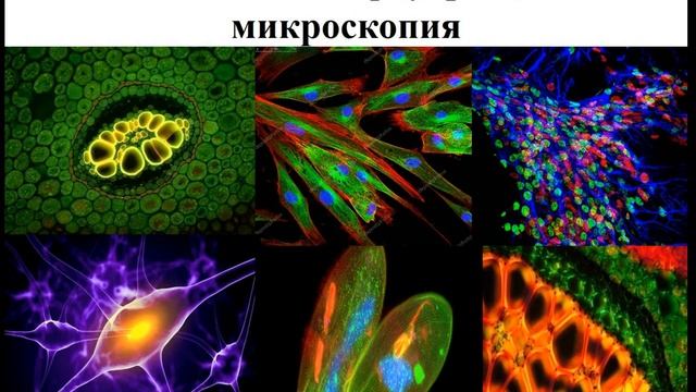 3 четверть 4 урок биология 11 класс смотреть онлайн