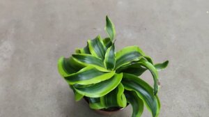 Драцена Торнадо